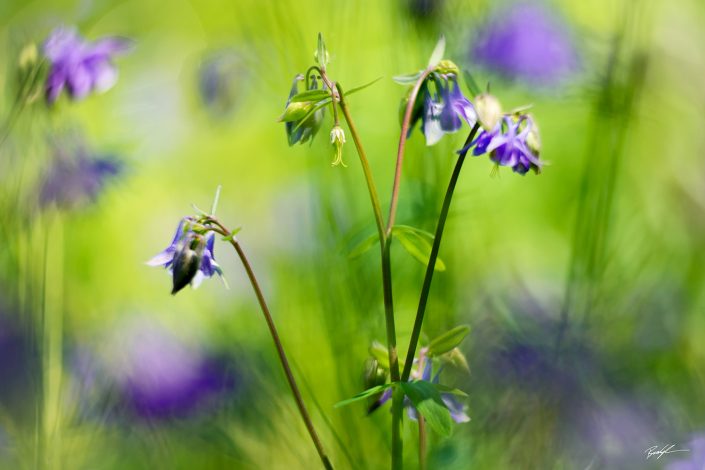 Purple Columbine