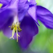 Purple Columbine Flower