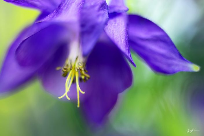 Purple Columbine Flower