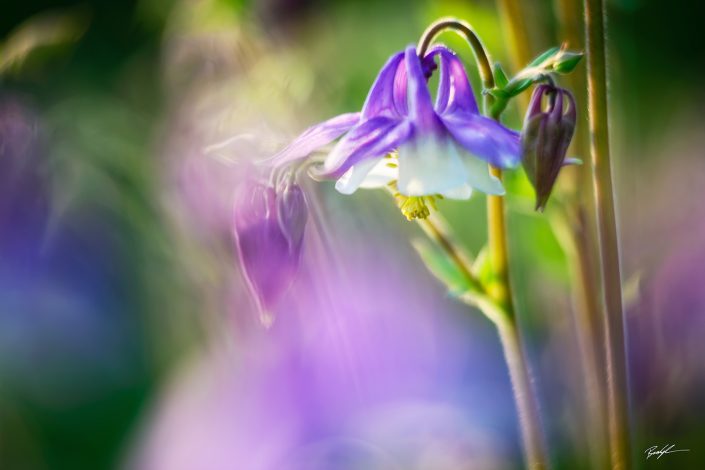 Purple Columbine and Jeweltones