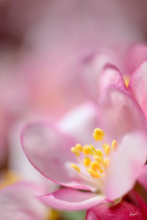 Crab Apple Blossom