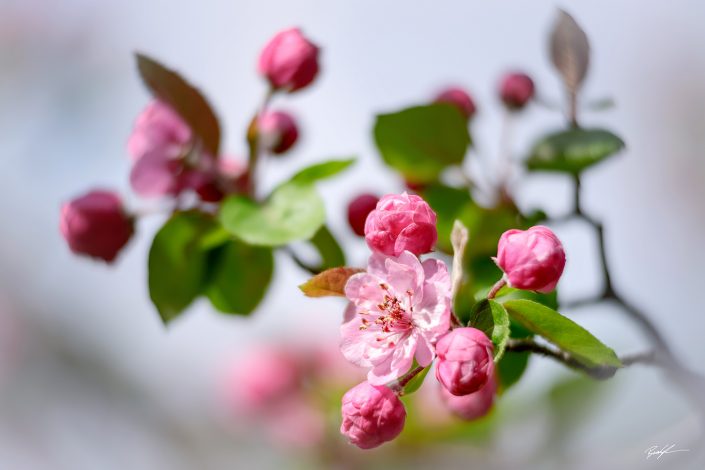 Pink Crab Apple Tree Blossoms