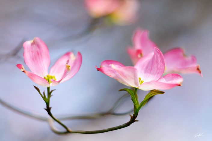 Pink Dogwood Blossoms