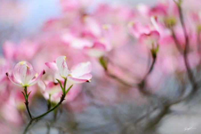 Pink Dogwood Blossoms