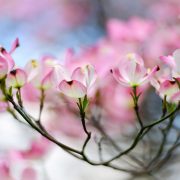 Pink Dogwood Blossoms