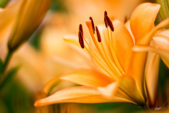 Orange Lily