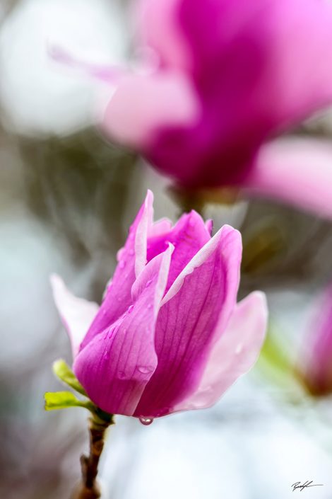 Magnolia Blossom and Raindrops