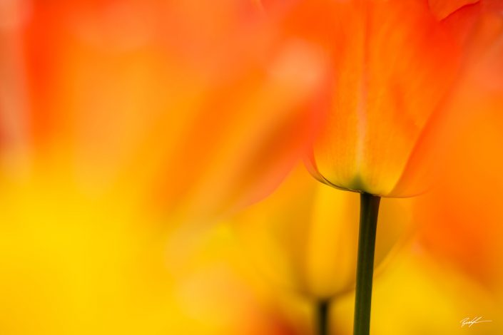 Orange Tulips