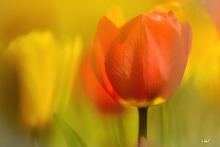Orange and Yellow Tulips in Sunlight