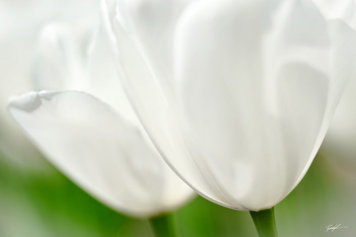 White Tulip Cluster