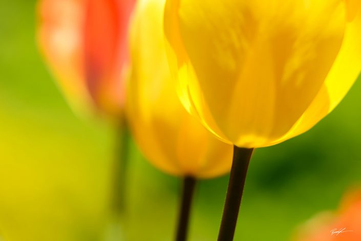 Orange and Yellow Tulips