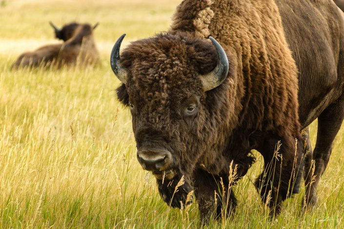 American Bison Badlands National Park South Dakota