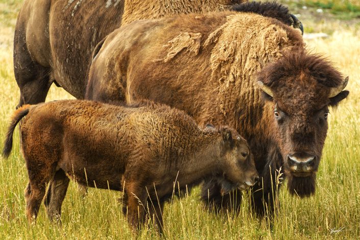 Bison Family Badlands National Park