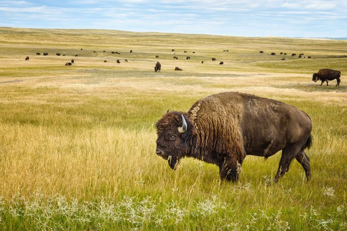 American Bison Family Badlands National Park South Dakota
