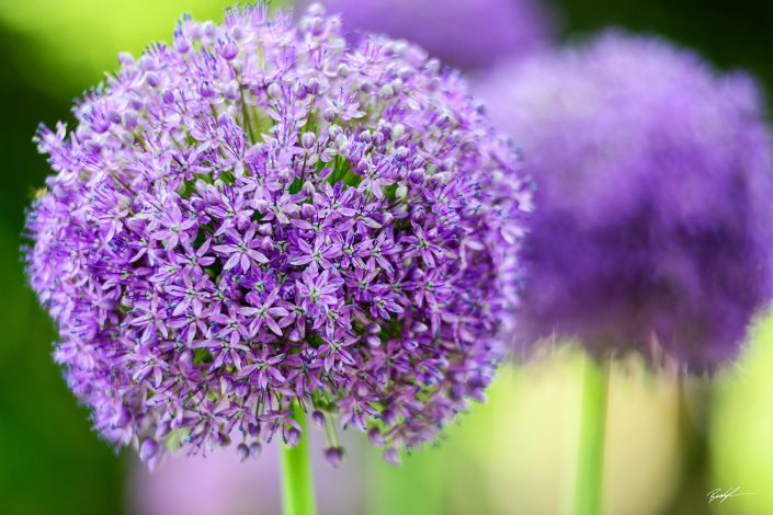 Allium Purple Wild Onion