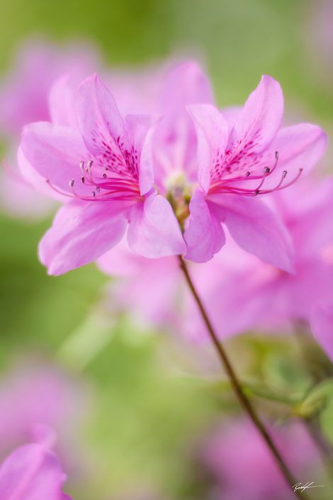 Pink Azalea Blossoms