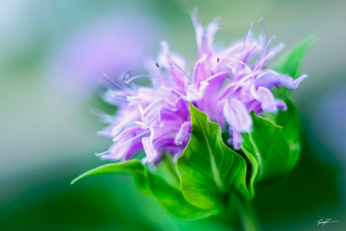 Pink Bee Balm