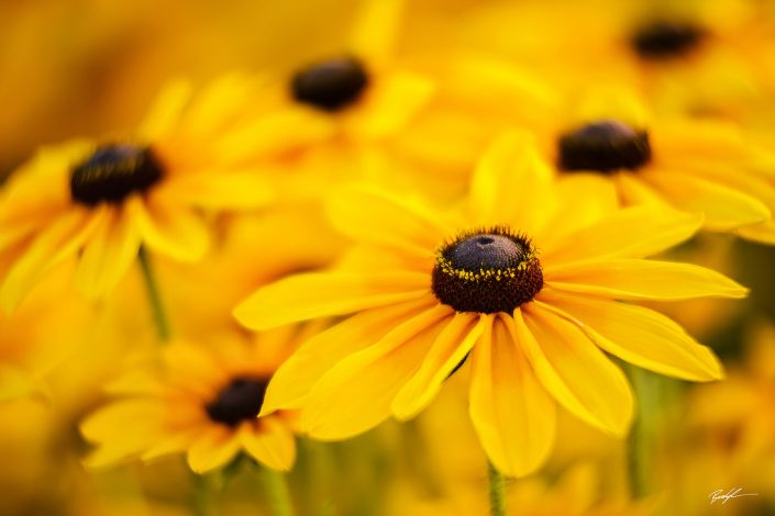 Black Eyed Susan Cluster