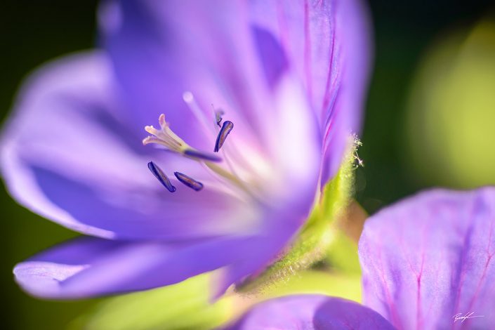 Blue Hardy Geranium and Sunlight