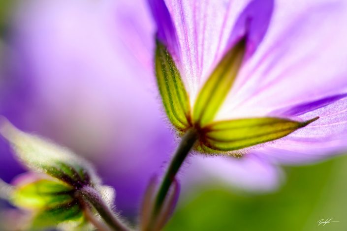 Blue Hardy Geranium