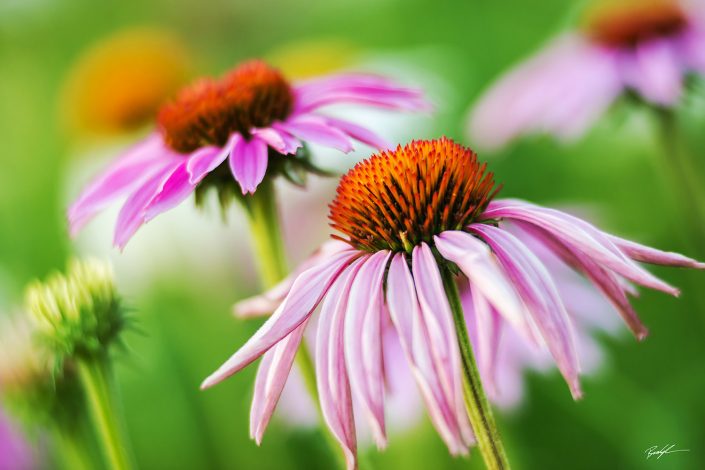 Pink Coneflower