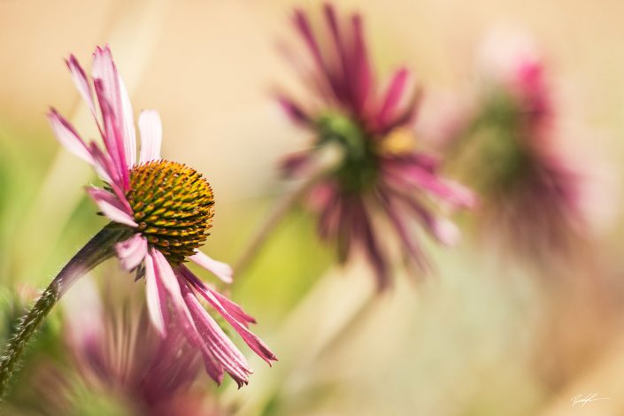 Tennessee Coneflower