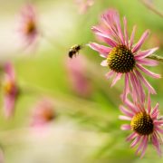 Tennessee Coneflower and Honey Bee