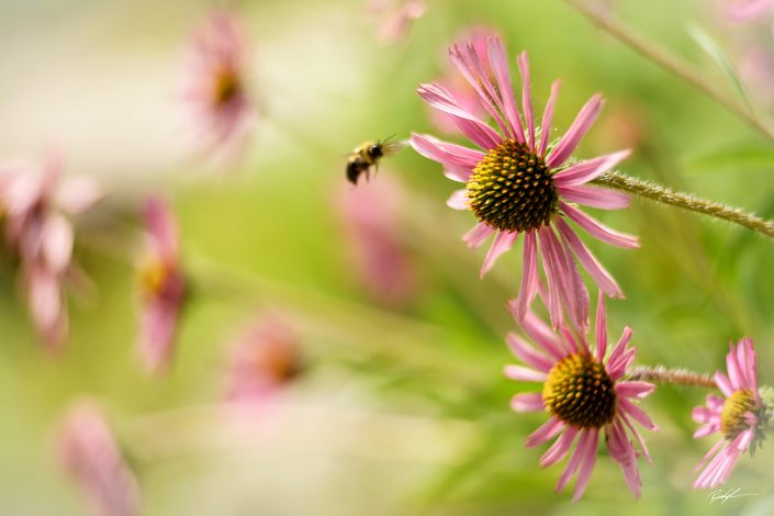 Tennessee Coneflower and Honey Bee