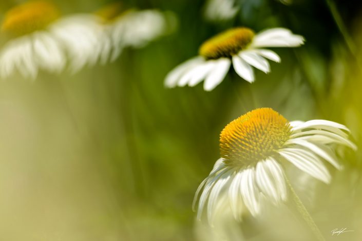 White Coneflowers and Sunshine