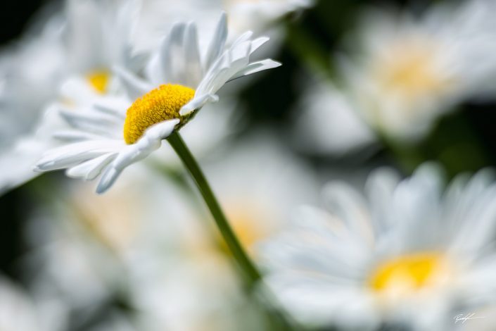 White Daisy Cluster