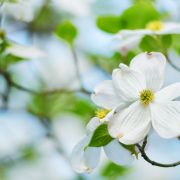 Dogwood Flower and Branches