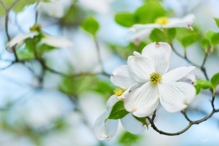 Dogwood Flower and Branches
