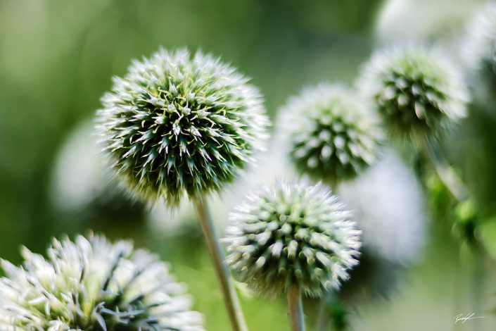 Great Globe Thistle