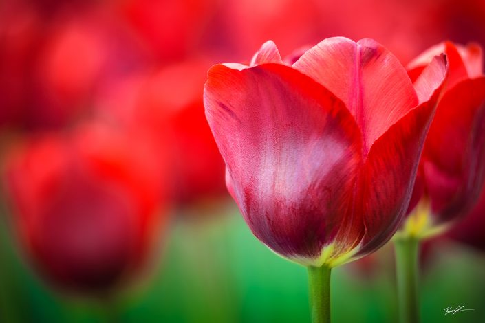 Red Tulip Patch