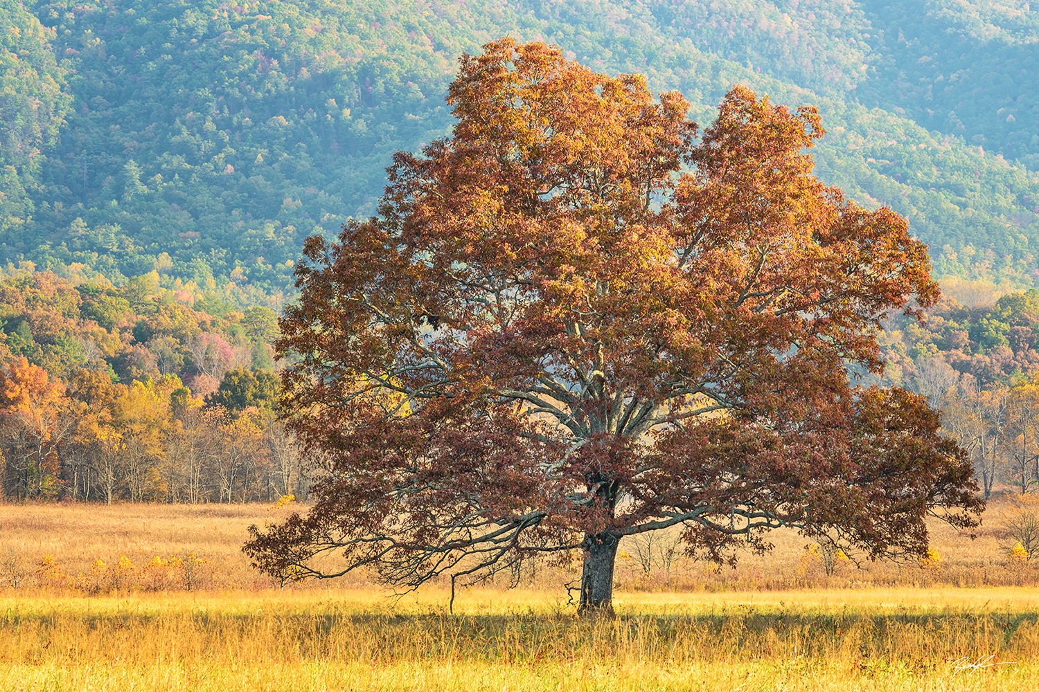 Golden Tree Cades Cove Smoky Mountain National Park Tennessee