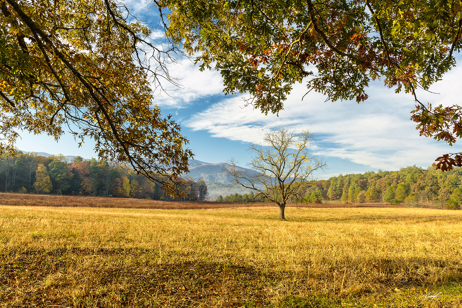 Cades Cove Meadow Smoky Mountain National Park Tennessee