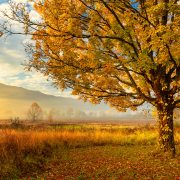Golden Light, Cades Cove, Smoky Mountain National Park, Tennessee