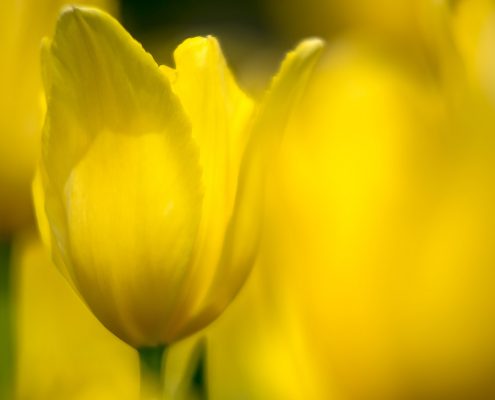 Yellow Tulip Group