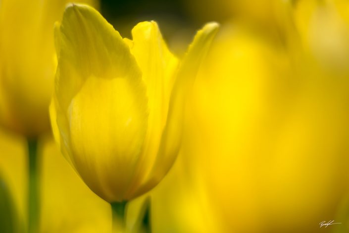 Yellow Tulip Group