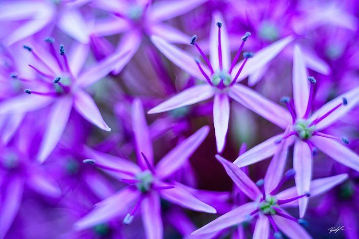 Allium Wild Onion Purple