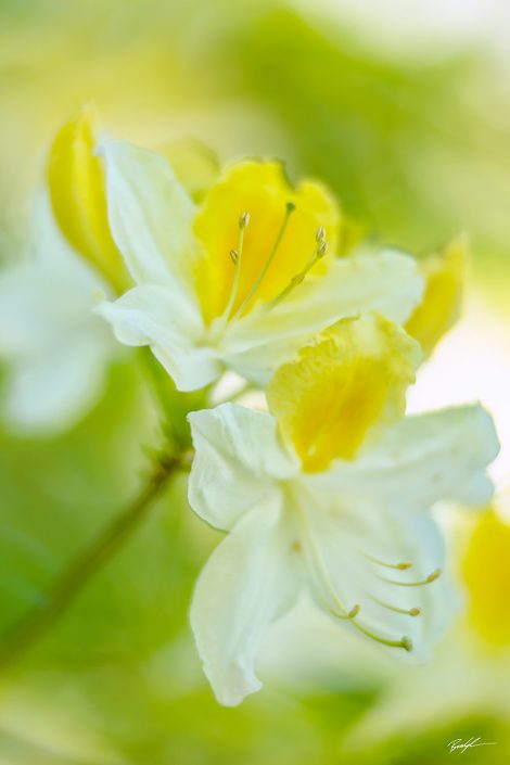 Yellow and White Azaleas