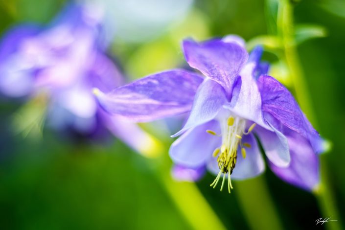 Purple Columbine