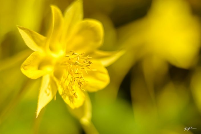 Yellow Columbine