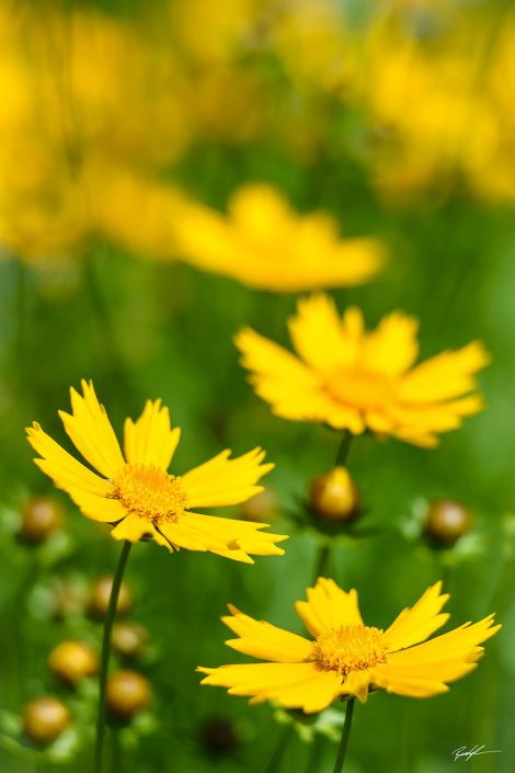 Yellow Coreopsis