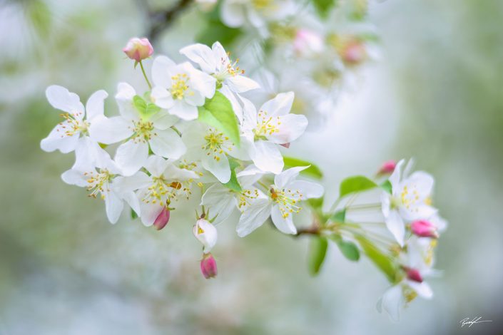 Crab Apple Blossom