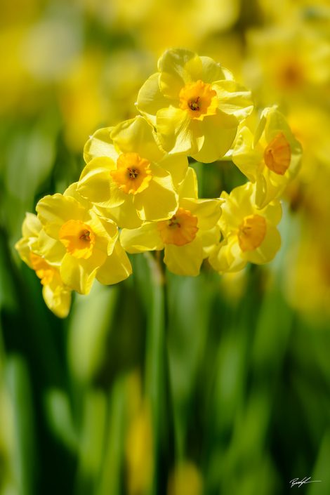 Yellow Daffodil Cluster