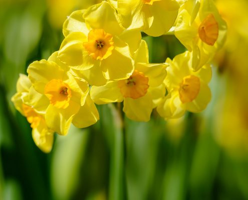 Yellow Daffodil Cluster