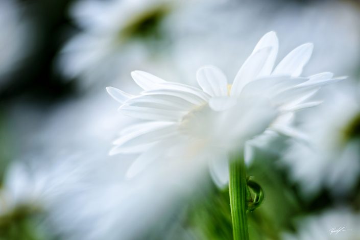 White Shasta Daisy