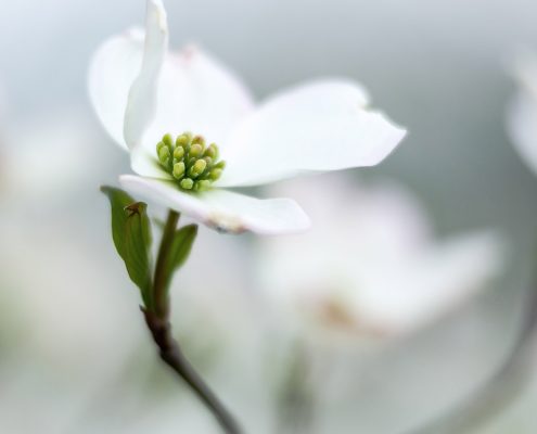 Dogwood Tree Blossom White