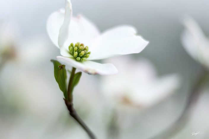 Dogwood Tree Blossom White